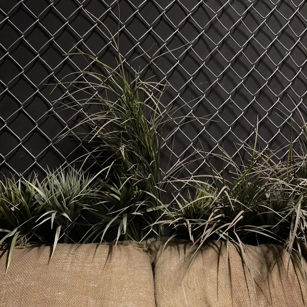 Grass growing on a febce